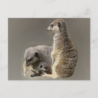 Carte Postale Cravates de famille