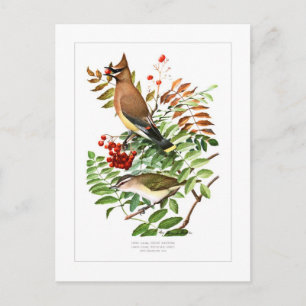Carte Postale Crayon et Vireo