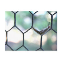 Crazy Caterpillar