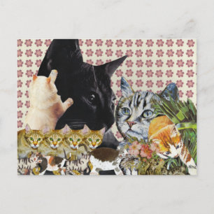 Carte postale Creative Cats