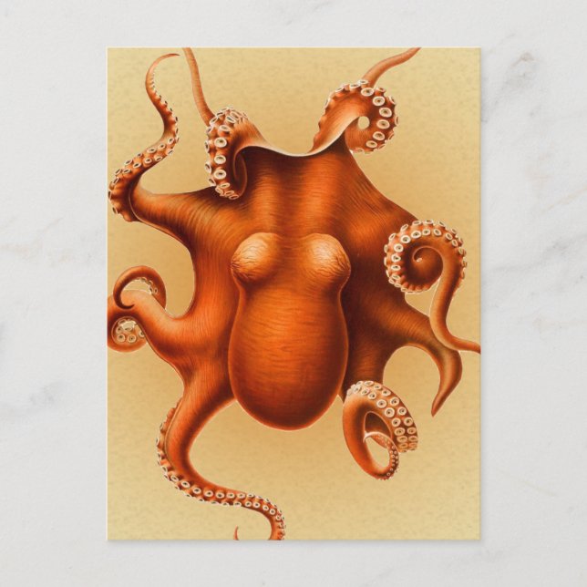 Carte Postale Créature du monstre de la mer d'Octopus Cephalapod (Devant)