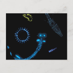 Carte Postale créatures bioluminescentes