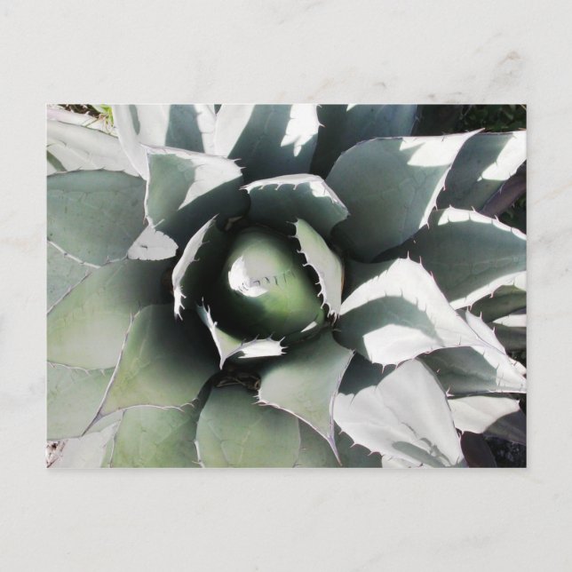 Carte Postale Creel, Copper Canyon, Mexique (Devant)