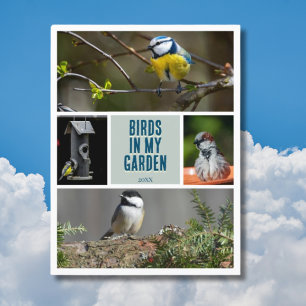 Carte Postale Créez votre propre collection de photos d'oiseaux 
