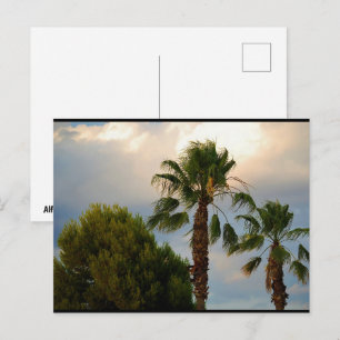 Carte Postale Crépuscule de palmiers tropicaux