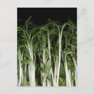 Carte Postale Cress du jardin Lepidium sativum