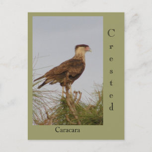 Carte Postale Crested Caracara