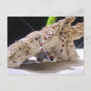 Carte Postale Crevettes à bande de corail