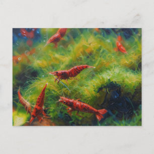 Carte Postale Crevettes cerises rouges avec algues filamenteuses