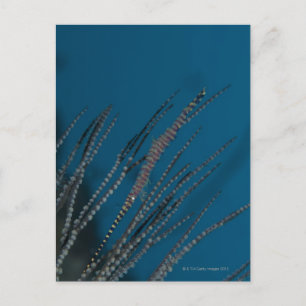 Carte Postale Crevettes d'aiguilles (Tozeuma armatum) sous l'eau
