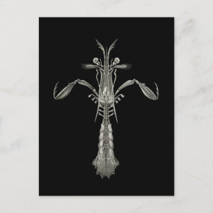 Carte Postale Crevettes Mantis