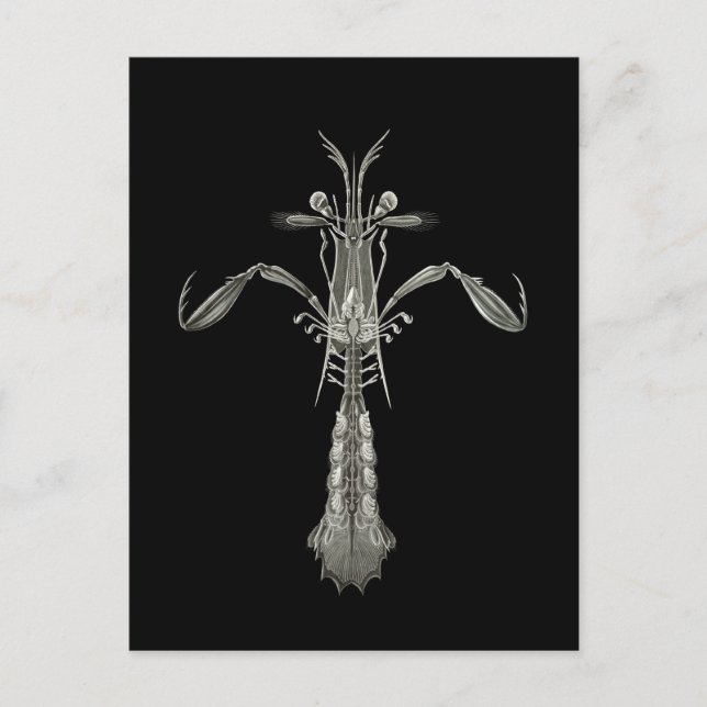 Carte Postale Crevettes Mantis (Devant)