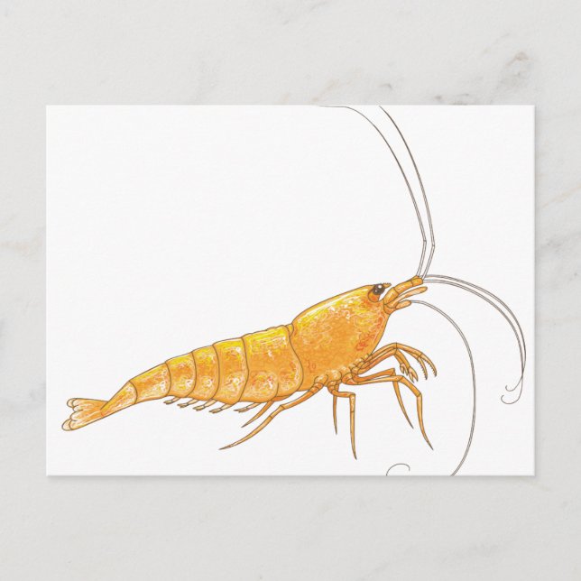 Carte Postale Crevettes Orange Sakura (Devant)
