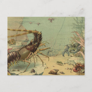Carte Postale Crevettes, Vie sous-marine, Animaux de l'océan vin