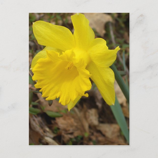 Carte Postale CricketDiane Yellow Spring Jonquils Flower Designs (Devant)