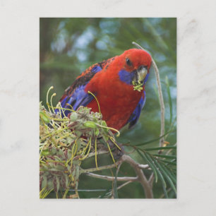 Carte Postale Crimson Rosella