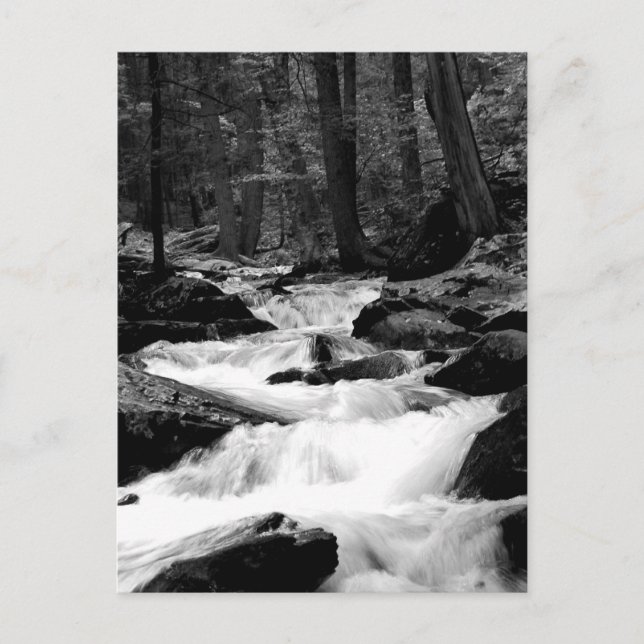 Carte Postale Crique de course d'étang (Devant)