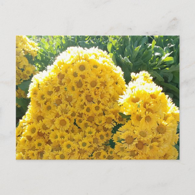 Carte Postale Crisantemos amarillos a la luz del sol (Devant)