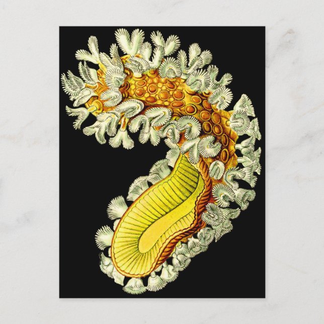 Carte Postale Cristatella mucedo (Devant)