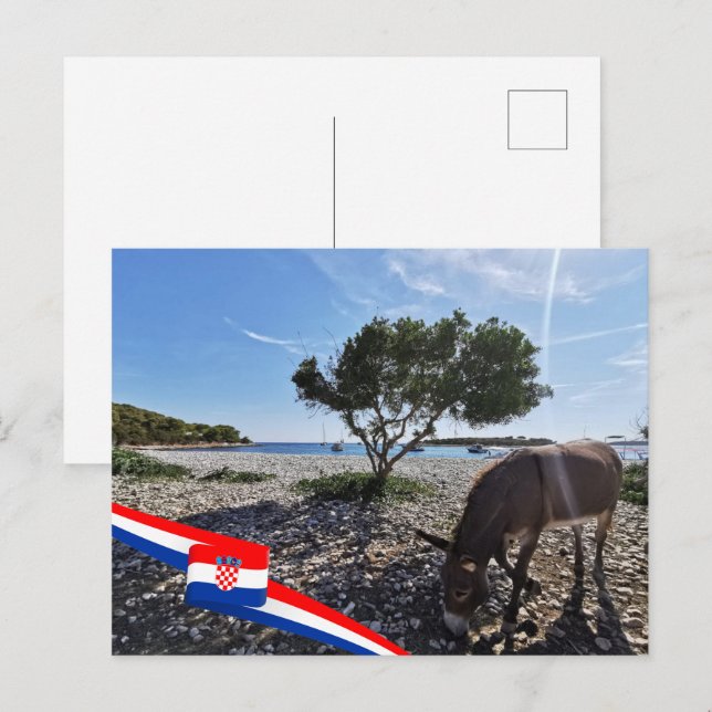 Carte Postale Croatie | Hrvatska | Mer Adriatique | Donkey (Devant / Derrière)