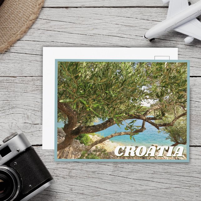 Carte Postale Croatie Olive Tree Photo (Créateur téléchargé)