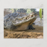 crocodile