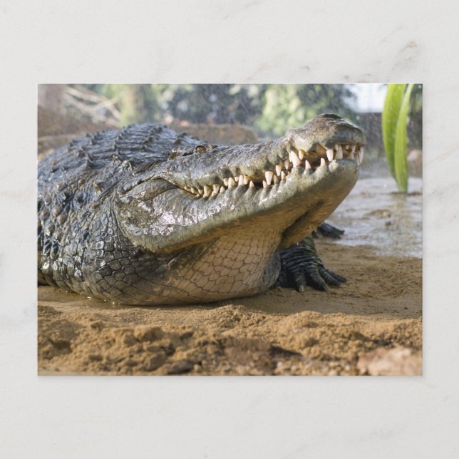 Carte Postale crocodile (Devant)