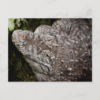 Carte Postale Crocodile