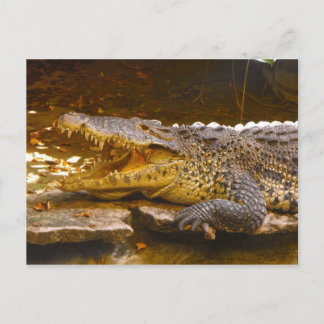 Carte postale crocodile