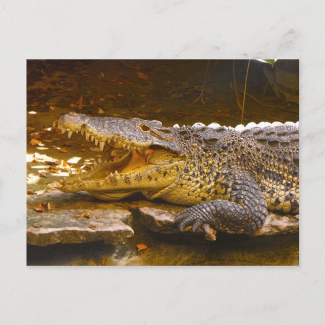 Carte postale crocodile (Devant)