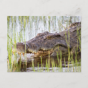 Carte Postale Crocodile d'Afrique