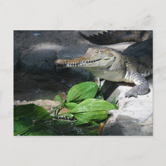 Carte Postale Crocodile d'eau douce (Devant)