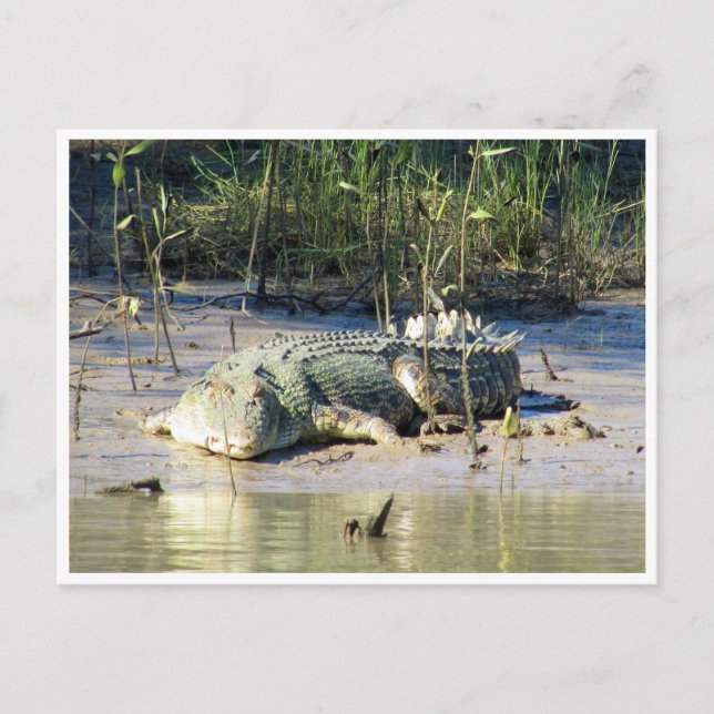 Carte Postale crocodile d'eau salée (Devant)
