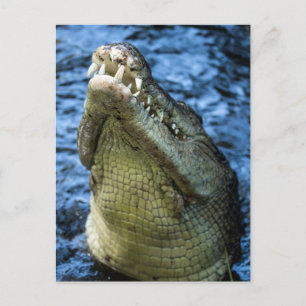 Carte Postale Crocodile Dents Eau