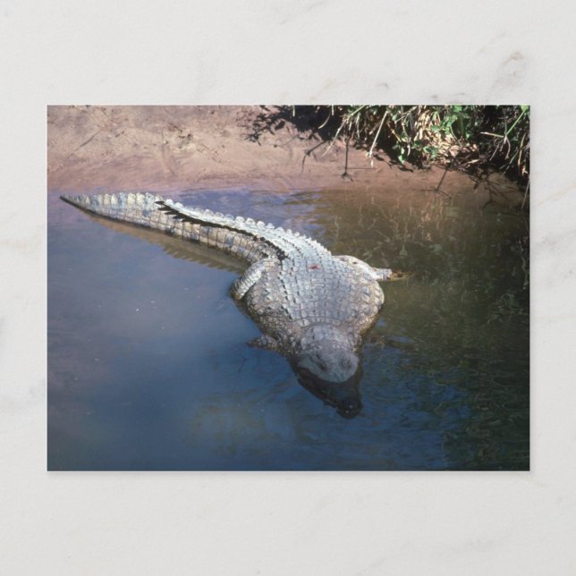 Carte Postale Crocodile du Nil (Devant)