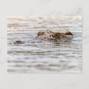 Carte Postale Crocodile du Nil