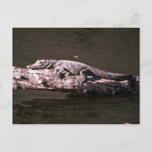 Carte Postale Crocodile du Nil