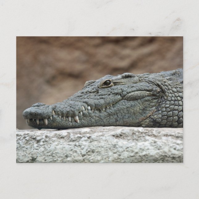 Carte Postale Crocodile du Nil (Devant)