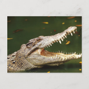 Carte Postale Crocodile et Caiman de Junglewalk.com
