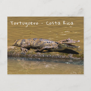 Carte Postale Crocodile fondu à Tortuguero - Costa Rica