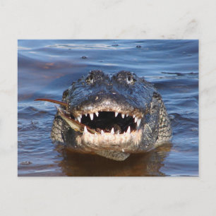 Carte Postale Crocodile souriant