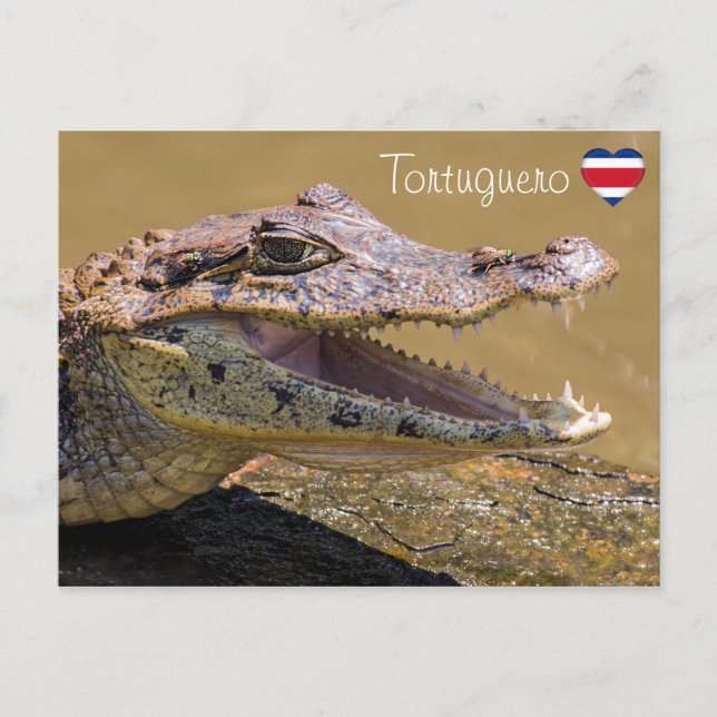 Carte Postale Crocodile souriant en Tortuguero - Costa Rica (Devant)