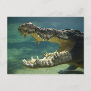 Carte Postale Crocodiles bouche ouverte