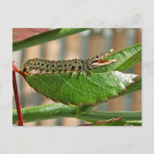 Carte postale crocopillaire