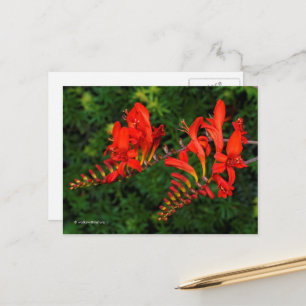 Carte Postale Crocosmia Rouge Lucifer Coppertip Fleurs