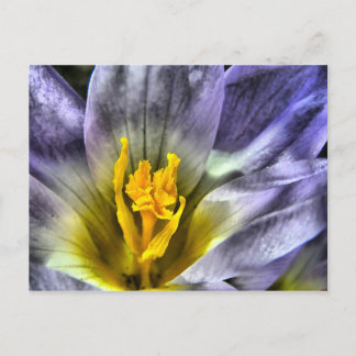 Carte Postale Crocus