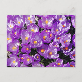 Carte postale Crocus
