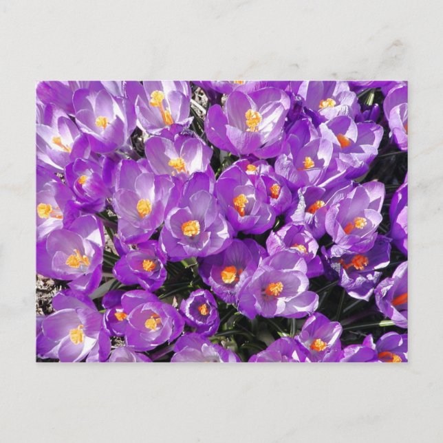 Carte postale Crocus (Devant)