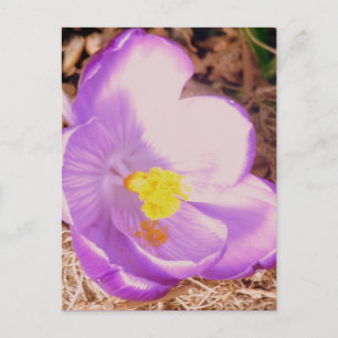 Carte Postale Crocus à ressort pourpre