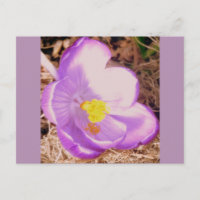 Crocus à ressort pourpre